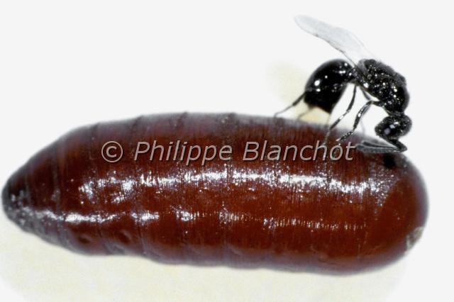 spalangia nigripes.JPG - Spalangia nigripes, femelle parasitant une pupe de mouche domestiqueHymenoptera, PteromalidaeFrance
